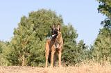 MALINOIS 119